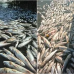 fish-22551786907580