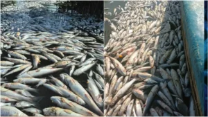 fish-22551786907580