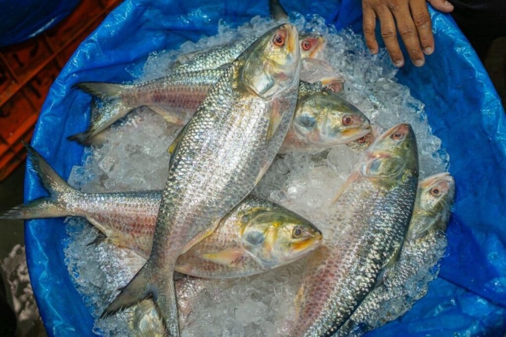 hilsa-fish-return-in-ganges-2026-08-55c814d39ed0f5713eb134704f711a31-1200x800-1
