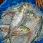 hilsa-fish-return-in-ganges-2026-08-55c814d39ed0f5713eb134704f711a31-1200x800-1
