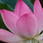 lotusbanner-24801786255187