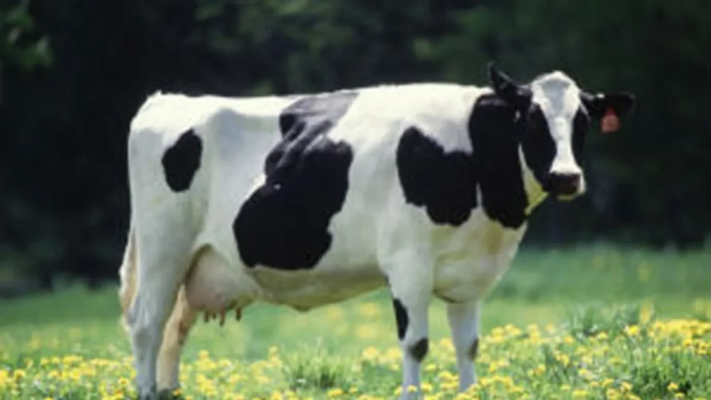milkfarmingbanner-73851785856843
