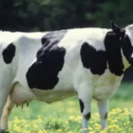 milkfarmingbanner-73851785856843
