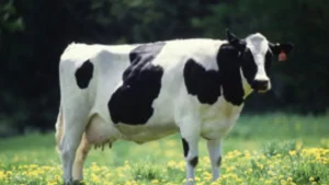 milkfarmingbanner-73851785856843