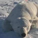 polarbearhome-77381786870948