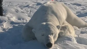 polarbearhome-77381786870948