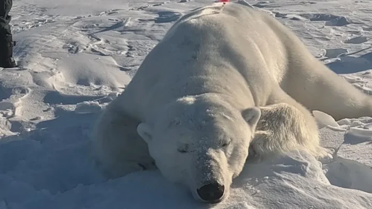 polarbearhome-77381786870948