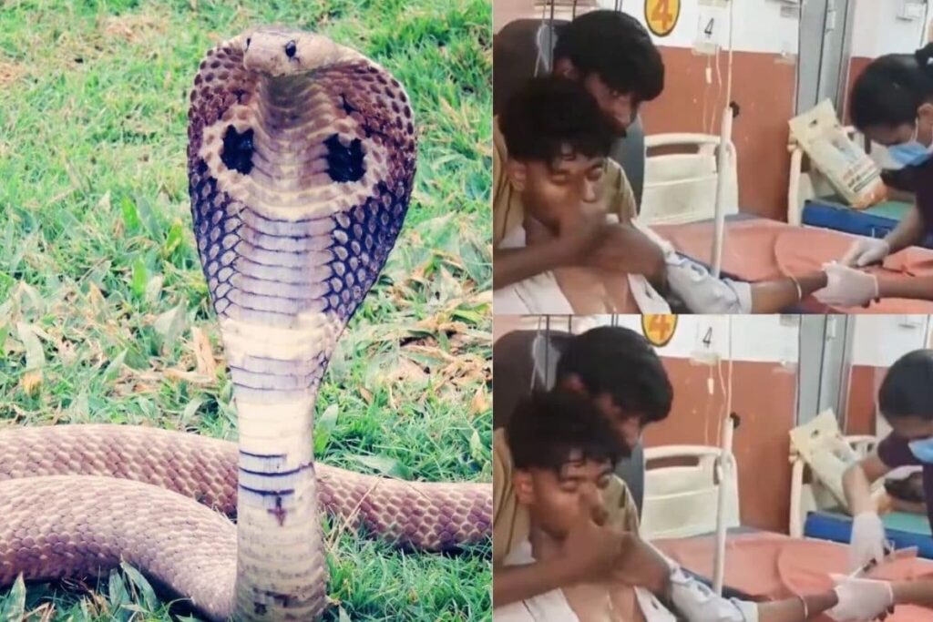 snake-bite-feature-image-2026-08-420924ca99aa5260b92c3fc56b484ef8-1200x800-1