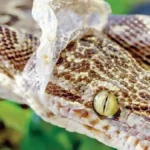 snakeskinpeel-63501787750803