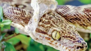 snakeskinpeel-63501787750803