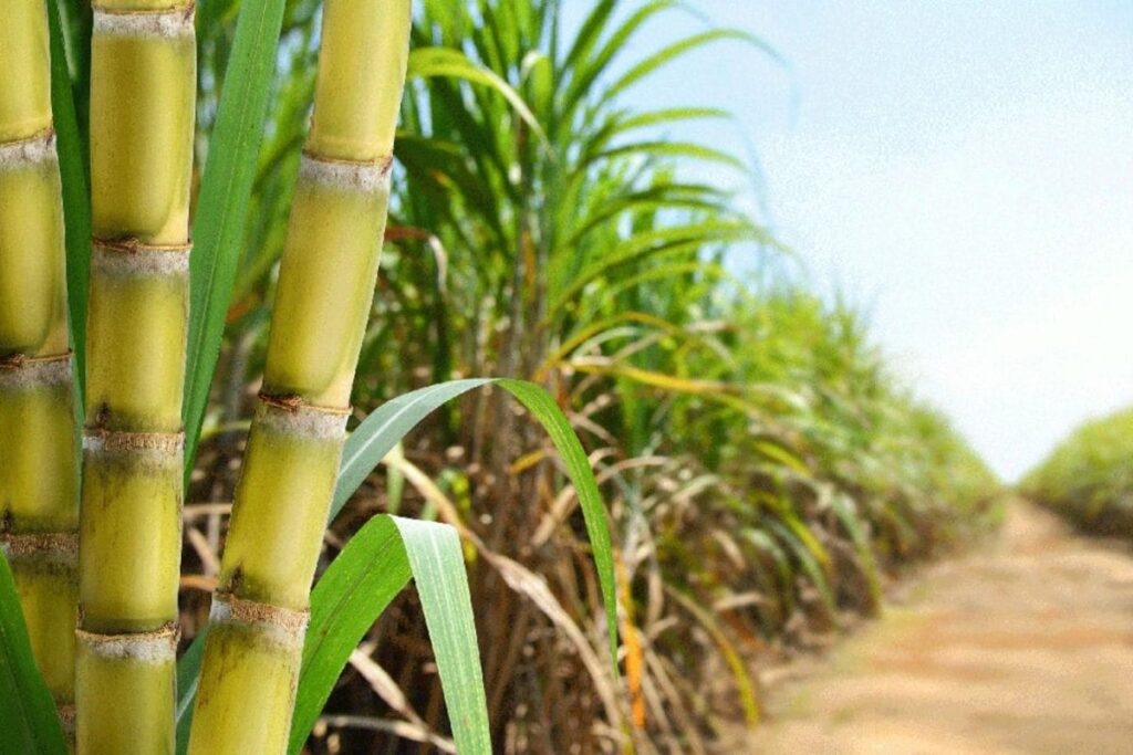 sugar-cane-8-2026-08-7b0c191947fe908408cbe5c9afbccc4a-1200x800-1