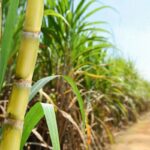 sugar-cane-8-2026-08-7b0c191947fe908408cbe5c9afbccc4a-1200x800-1