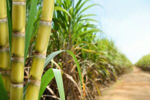 sugar-cane-8-2026-08-7b0c191947fe908408cbe5c9afbccc4a-1200x800-1