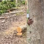 trees-1200-81631786273067
