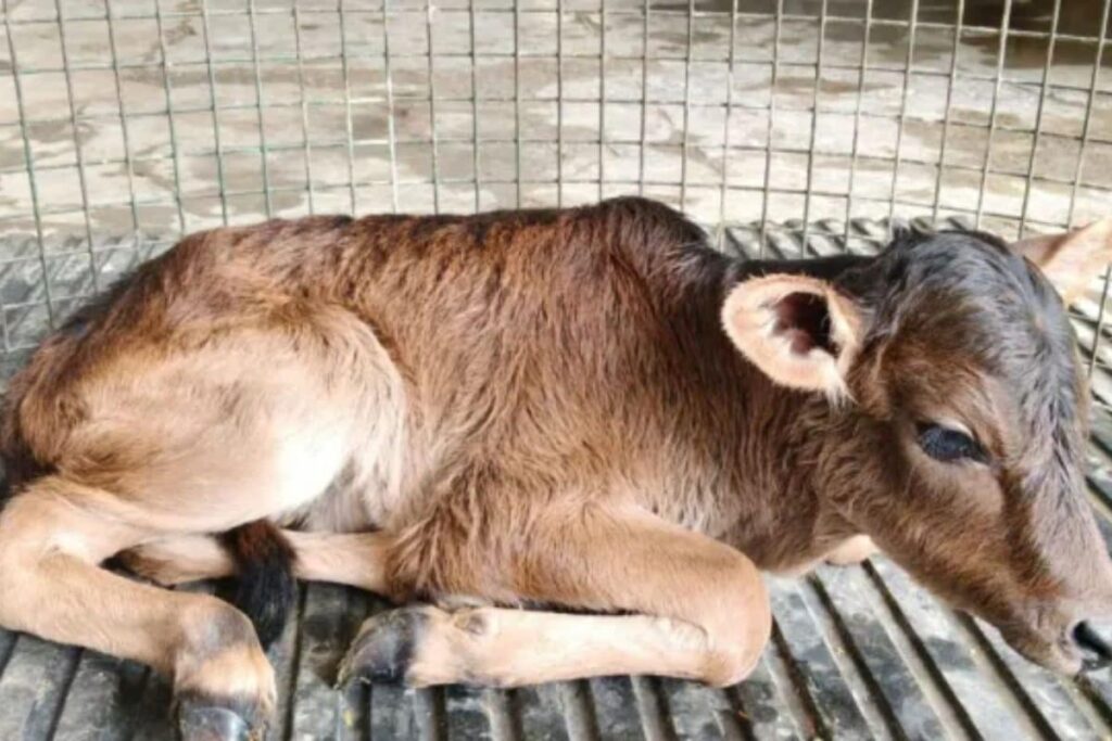 badri-cattle-2026-09-0d03b6994b206ce82fa29d387f0e96e5-1200x800-1