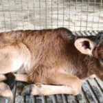 badri-cattle-2026-09-0d03b6994b206ce82fa29d387f0e96e5-1200x800-1