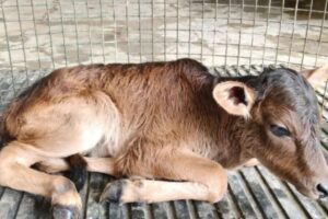 badri-cattle-2026-09-0d03b6994b206ce82fa29d387f0e96e5-1200x800-1