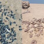blue-button-jellyfish-2026-09-c8825d07b0e3a80ba7529937e5a06ae7-1200x800-1
