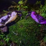 crab-1-2026-09-37833f37af1fe836ecf9e973bf0614a3-1200x800-1