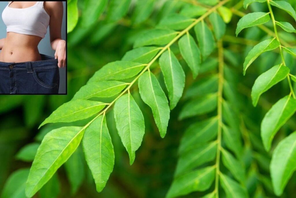 curry-leaves-2026-09-a737333f9a751a3fb8d22410f1be3bb1-1200x800-1