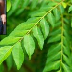 curry-leaves-2026-09-a737333f9a751a3fb8d22410f1be3bb1-1200x800-1