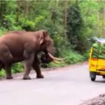 padaiyappa-elephant-2026-09-af5bae9f7711ecd912f32a2999914998-1200x800-1