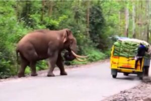 padaiyappa-elephant-2026-09-af5bae9f7711ecd912f32a2999914998-1200x800-1