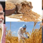 wheat1-63691790495307