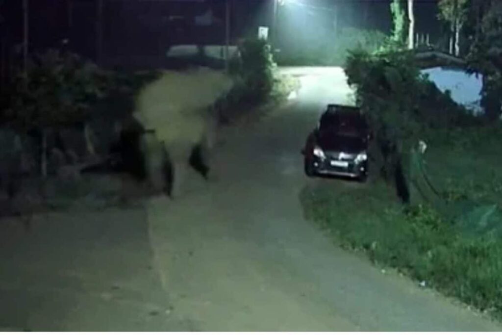 Nilgiri-elephant-2026-10-d7bfc8f33a5d3c4a42a0469b71c92c3f-1200x800-1