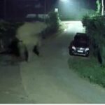 Nilgiri-elephant-2026-10-d7bfc8f33a5d3c4a42a0469b71c92c3f-1200x800-1