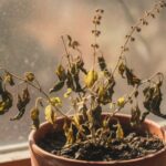 basil-plant-1-2026-10-a0289d4a30b247e0e571cf7651896b2c-1200x800-1