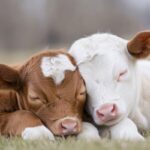 cows-2026-10-90b2ff1e0098ad4a77582f7b16336d3c-1200x800-1