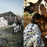 cowscheme-tile-27561793105564