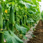 cucumber-6-2026-10-20a779ce639edfd6c27b954d11c6f5fa-1200x800-1