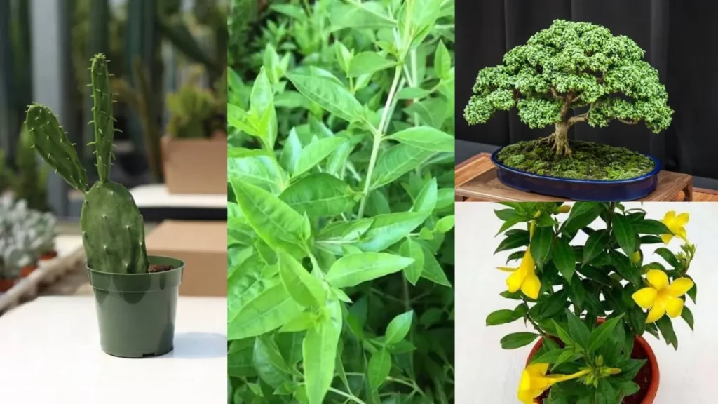 dangerplant-72331791207501