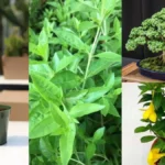 dangerplant-72331791207501