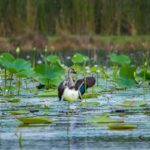 duck-pic-2026-10-8594fc19b3ae8327f8d5e36c003216bf-1200x800-1