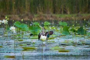duck-pic-2026-10-8594fc19b3ae8327f8d5e36c003216bf-1200x800-1