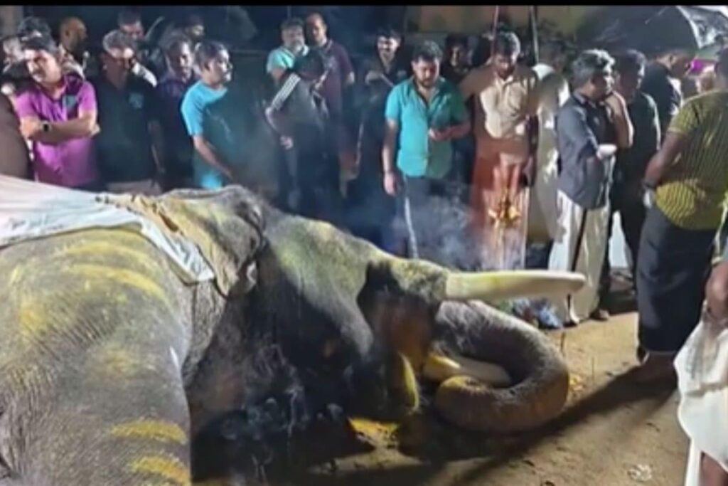 elephant-2026-10-802354fb7ae40275a7e9326cd705887d-1200x800-1