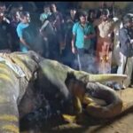 elephant-2026-10-802354fb7ae40275a7e9326cd705887d-1200x800-1