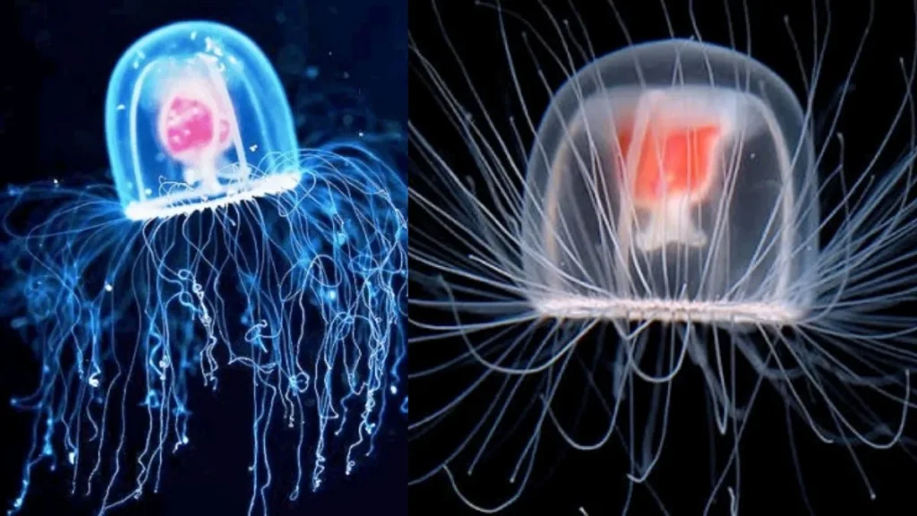 rareimmortaljellyfish-69501792564955