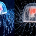 rareimmortaljellyfish-69501792564955