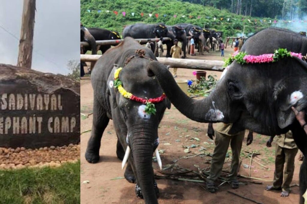 sadivayal-elephant-2026-10-090118558053100b7ed54e5c126f39ea-1200x800-1