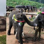 sadivayal-elephant-2026-10-090118558053100b7ed54e5c126f39ea-1200x800-1