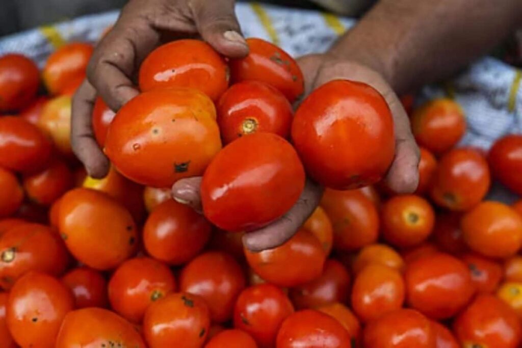 tomato-2026-07-6057ea3d4a89254380e1acbc806cdd82-1200x800-1