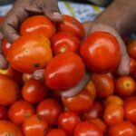 tomato-2026-07-6057ea3d4a89254380e1acbc806cdd82-1200x800-1