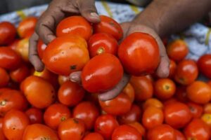 tomato-2026-07-6057ea3d4a89254380e1acbc806cdd82-1200x800-1