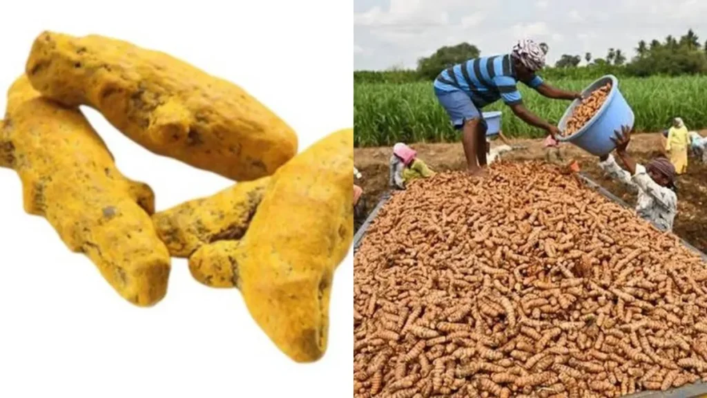 turmeric-28081792063800