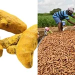 turmeric-28081792063800